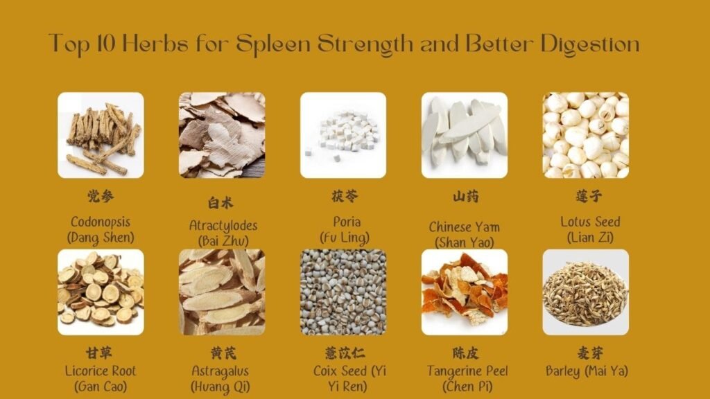 Top 10 Herbs for a Stronger Spleen and Better Digestion - herbs for spleen - herbs for the spleen