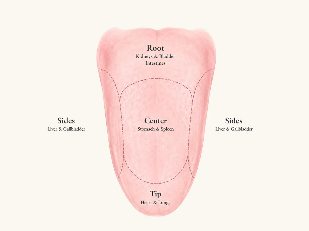 TCM tongue diagnosis zones corresponding to the kidneys bladder intestines stomach spleen liver gallbladder heart and lungs
