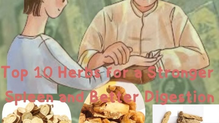 Top 10 Herbs for a Stronger Spleen and Better Digestion - herbs for spleen